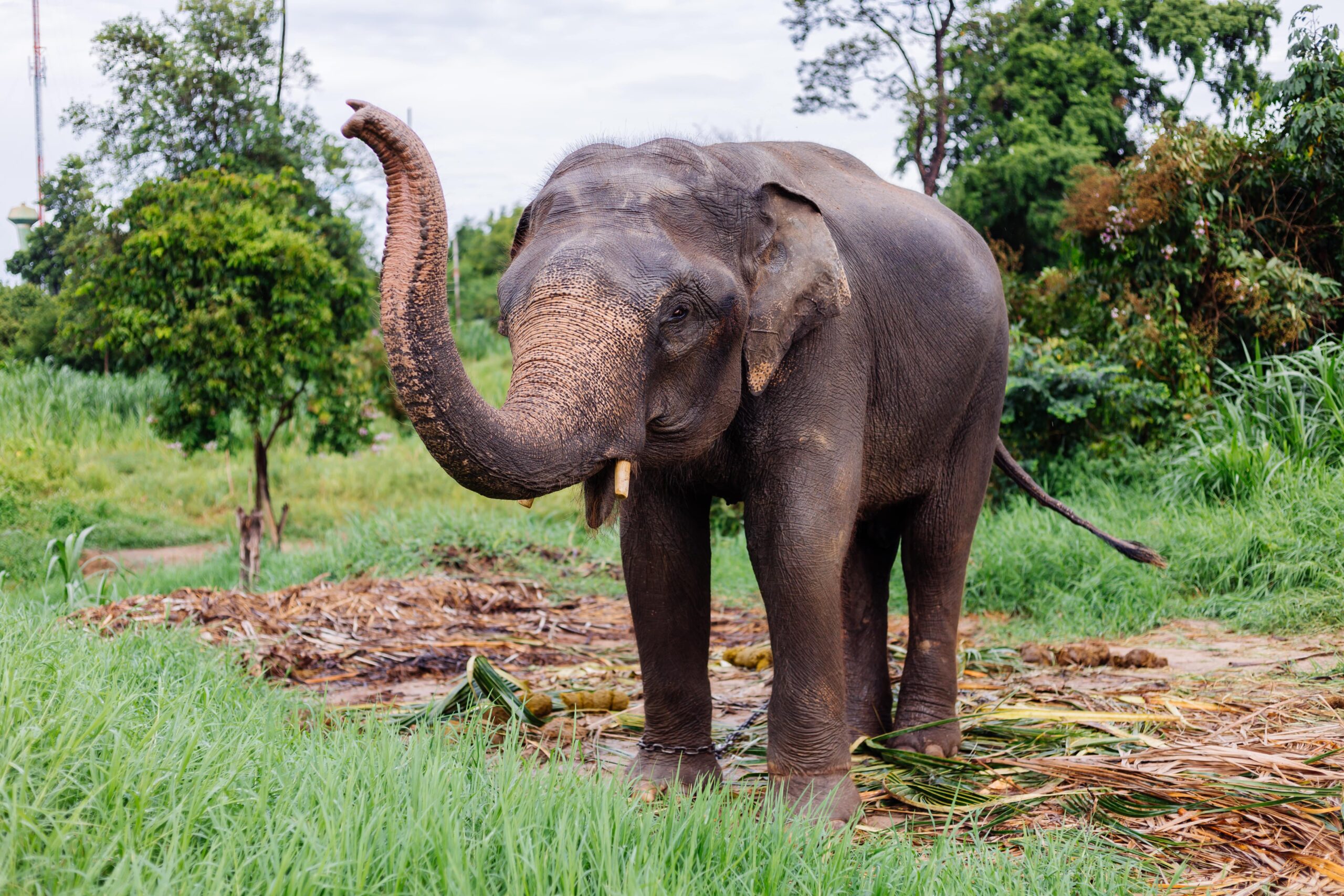 portrait-beuatiful-thai-asian-elephant-stands-green-field-elephant-with-trimmed-cutted-tusks-min